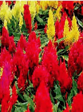 CELOSIA PLUMOSA CENTURY MISCUGLIO NR.1000 SEMI