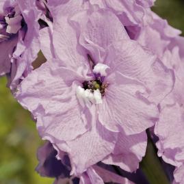 DELPHINIUM GIGANTE PACIFIC ROSA NR.1000
