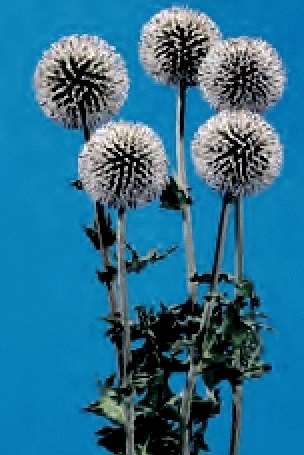ECHINOPS BIANCO AVORIO GR.25