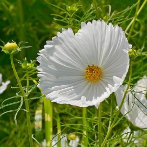 COSMEA CUPCAKES BIANCO NR.25 SEMI