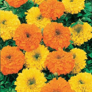 TAGETES ALTO MISCUGLIO NR.100 SEMI