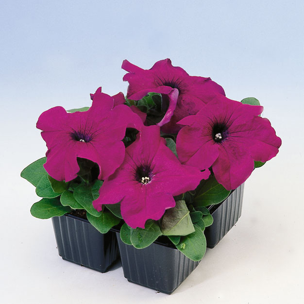 PETUNIA LIMBO PORPORA NR.1000 SEMI PILL.