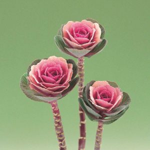 CAVOLO ORNAMENTALE F.1 PINK CRANE