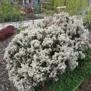 ERICA ARBOREA