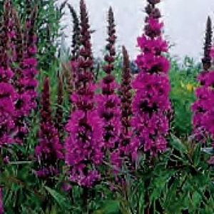 LYTRUM SALICARIA ROSY GEM GR.5