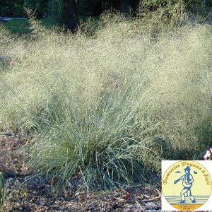 Eragrostis elliotti blue green, nodding flower clumps