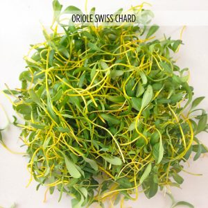 BIETOLA GIALLA PER MICROGREEN NR.1 BUSTA