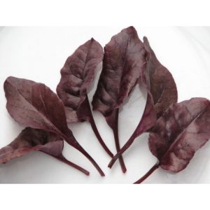 SWISS CHARD BETA VULGARIS VAR, CONDITIVA BULL'S BLOOD ( GLOBE, DARK LEAVED) KG 1