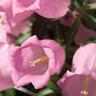 CAMPANULA F.1 CHAMPION ROSA 1000 SEMI