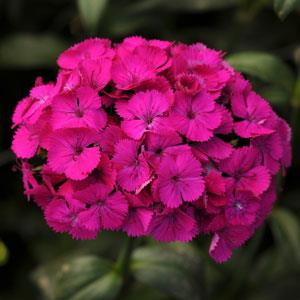 DIANTHUS AMAZON PURPLE NR.1000 SEMI
