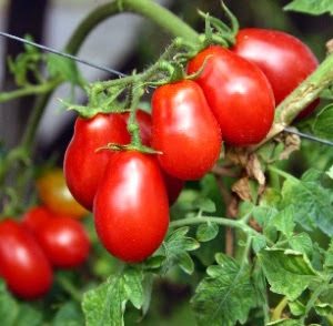 POMODORINI A GRAPPOLI CORBARINO 100 SEMI