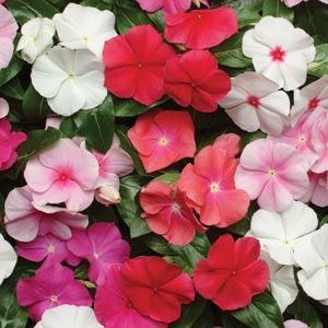 VINCA PACIFICA MIX NR.1000 SEMI