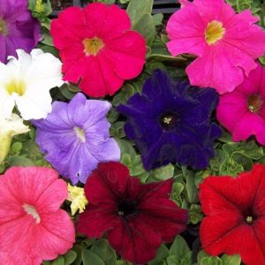PETUNIA DREAMS MISCUGLIO NR.1000 SEMI PILL.
