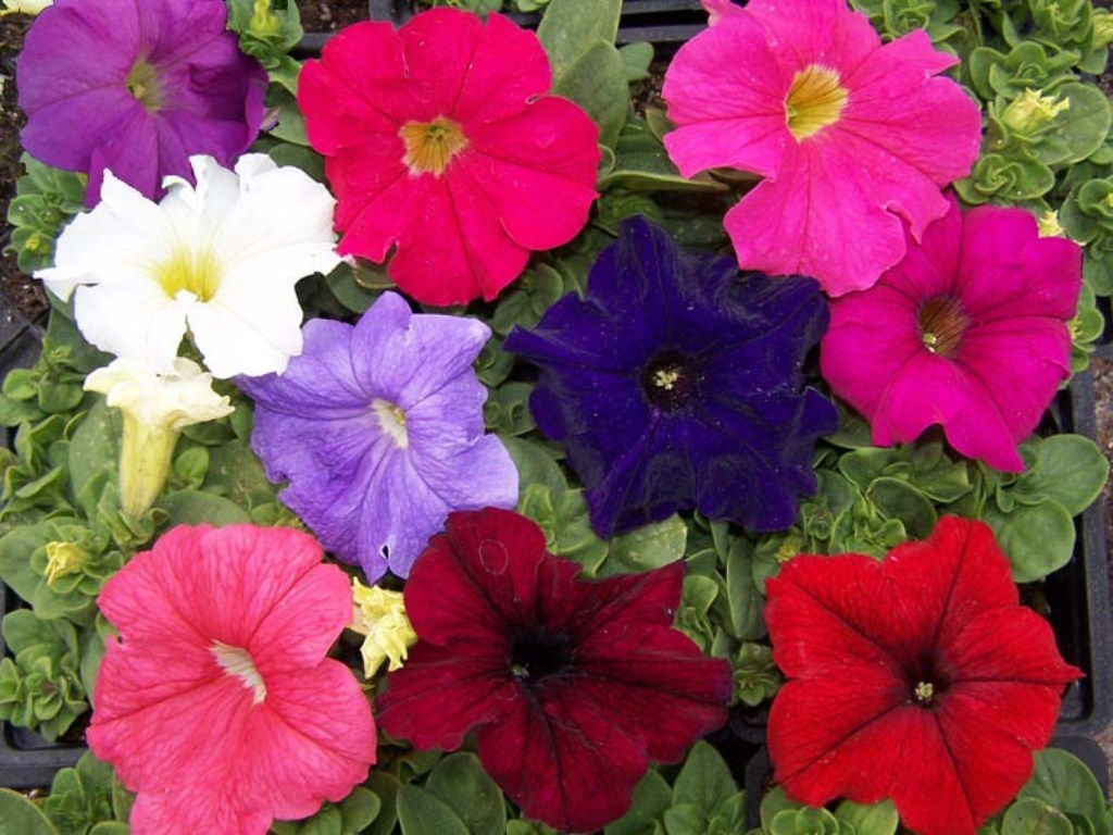 PETUNIA DREAMS MISCUGLIO NR.1000 SEMI PILL.