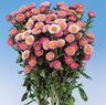 ASTER SOL LEVANTE ROSA GR.10