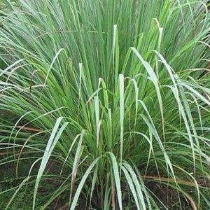 CITRONELLA NR.50 SEMI