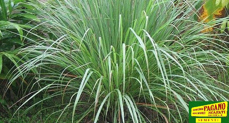 CITRONELLA NR.50 SEMI