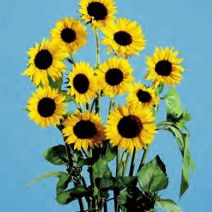 GIRASOLE PRADO GIALLO NR.1000 SEMI