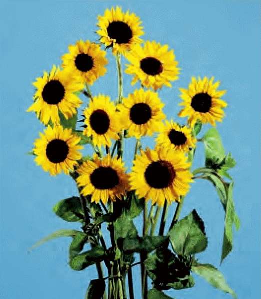 GIRASOLE PRADO GIALLO NR.1000 SEMI