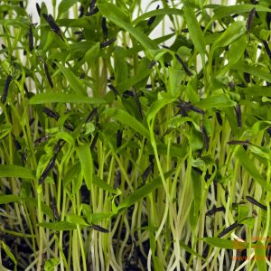 CERFOGLIO MICROGREENS 1 BUSTA EURO 1
