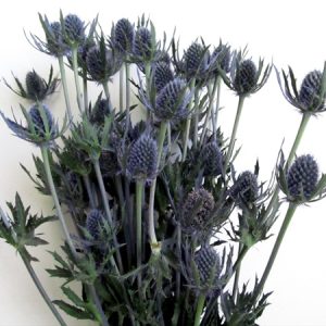 ERYNGIUM ALPINUM VIOLA NR.50 SEMI