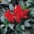 PEPERONCINO SALSA ROSSO NR.1000