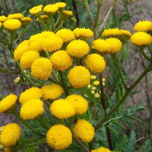 TANACETO GIALLO NR.500 SEMI