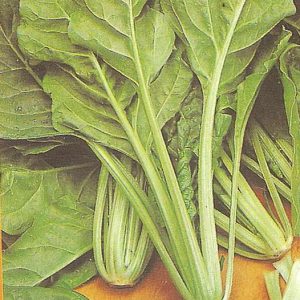 BIETOLA VERDE DA TAGLIO GR.100