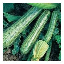 ZUCCHINO STRIATO ITALIA NR.30 SEMI