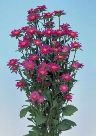 ASTER SERENADE ROSA CHIARO NR.5000