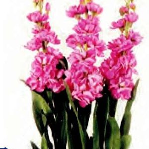 VIOLACCIOCCA DI NATALE ROSA NR.1000 semi