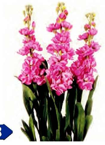 VIOLACCIOCCA DI NATALE ROSA NR.1000 semi