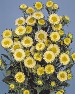 ASTER SOL LEVANTE GIALLO GR.10