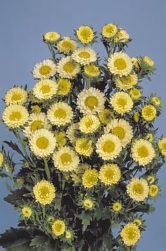 ASTER SOL LEVANTE GIALLO GR.10