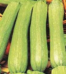 ZUCCHINO GENOVESE NR.50 SEMI