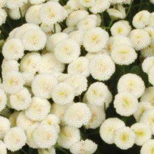 MATRICARIA VEGMO BIANCO NR.1000 SEMI