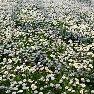 BELLIS SEMPLICE DEI PRATI BIANCA NR.500 SEMI - PRATOLINA
