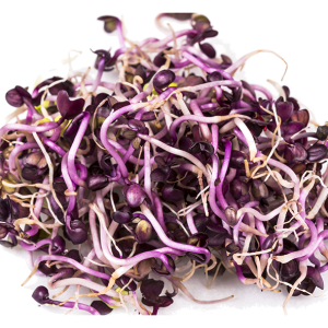 RAVANELLO NERO NR.1 BUSTA - MICROGREENS