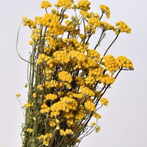 AGERATO GIALLO NR.100 SEMI