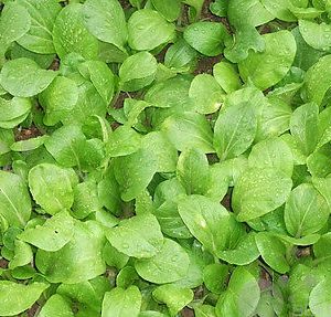 PE-TSAI CABBAGE CHINESE PEKKING CABBAGE ( BRASSICA PEKINENSIS) GRANAAT KG 1