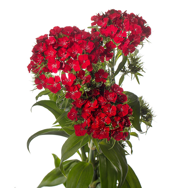 GAROFANO BARBIENNE ROSSO SCARLATTO NR.1000 SEMI (DIANTHUS)