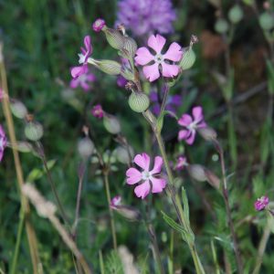 SILENE CONICA NR.100 SEMI