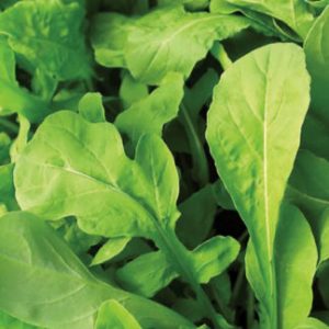 ROCKET OR RUCOLA WILD ROCKET OLIVETTA ( DIPLOTAXIS TENUIFOLIA) SMOOTH LOBED FOLIAGE KG 1