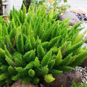 ASPARAGO MEYERI NR.10 SEMI