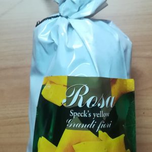 PIANTA DI ROSA A GRANDI FIORI COLORE GIALLO A RADICE NUDA