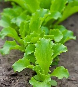 LETTUCE FOR CUTTING, BABY LEAF ( LACTUCA SATIVA) LOLLO BIONDA KG 1