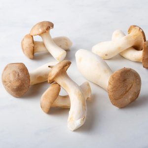 MICELIO PER FUNGHI CARDONCELLO GR.20