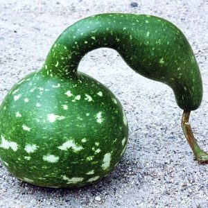 ZUCCA COBRA NR.5 SEMI