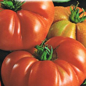POMODORO COSTOLUTO FIORENTINO NR.100 SEMI