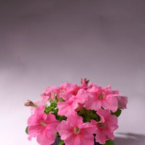 PETUNIA LIMBO SALMONE CHIARO NR.1000 SEMI PILL.